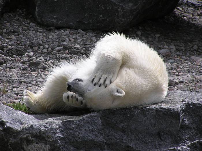 https://www.hoteluniversel.com/wp-content/uploads/2014/11/Forfait-Zoo.jpg